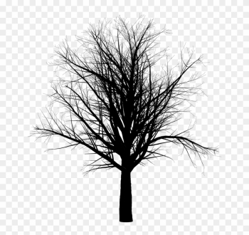 Cedar Tree Silhouette 17, - Barren Tree Png Cedar Tree Silhouette 17, - Barren Tree Png