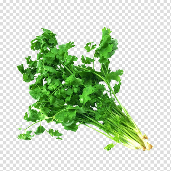 Celery stalks, Coriander Tamil cuisine Herb Flavor Nutrition, parsley transparent background PNG clipart