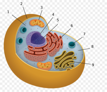 Cell Organelles Cell biology - cytoplasm flyer Cell Organelles Cell biology - cytoplasm flyer