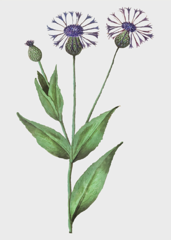 Centaury flower in vintage style