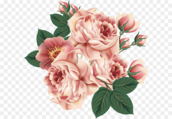 Centifolia roses Flower Floral design Garden roses - Flower pattern elements 