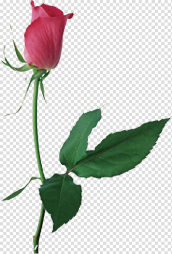 Centifolia roses Flower , Rose has been transparent background PNG clipart