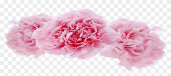 Centifolia Roses Garden Roses Carnation Floral Design - Garden Roses Centifolia Roses Garden Roses Carnation Floral Design - Garden Roses