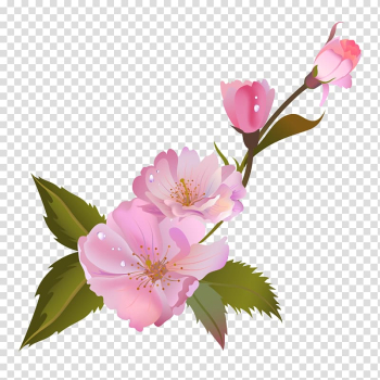 Centifolia roses Still Life: Pink Roses, Pink roses transparent background PNG clipart