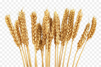 Cereal Wheat Grain Clip art - Golden wheat Cereal Wheat Grain Clip art - Golden wheat