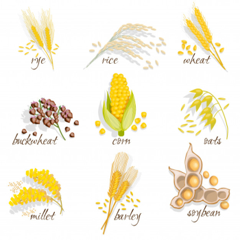 Cereals icon set Free Vector Cereals icon set Free Vector