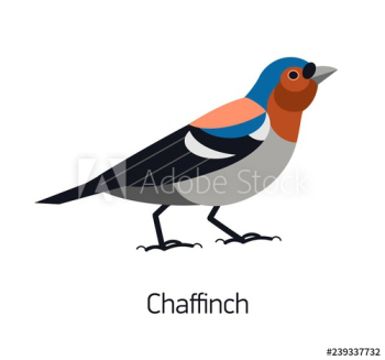 Chaffinch isolated on white background Chaffinch isolated on white background