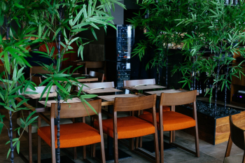 Chairs Near Plants Chairs Near Plants