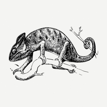 Chameleon drawing, vintage wildlife illustration | Free PSD - rawpixel Chameleon drawing, vintage wildlife illustration | Free PSD - rawpixel
