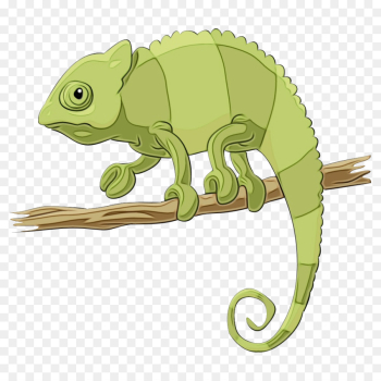 chameleon iguania lizard reptile common chameleon chameleon iguania lizard reptile common chameleon