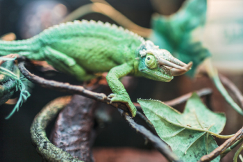 Chameleon Lizard Free Photo Chameleon Lizard Free Photo