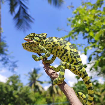 Chameleon on Branch Chameleon on Branch