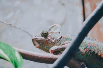 Chameleon on Brown Branch Chameleon on Brown Branch