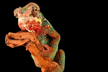 chameleon on brown driftwood chameleon on brown driftwood