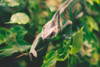 chameleon on plant chameleon on plant