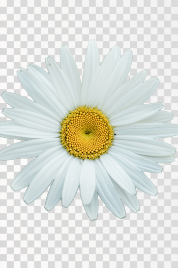 chamomile flower png