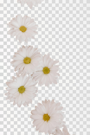 chamomile flowers png - Author @tara-winstead/pexels