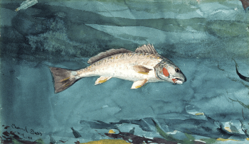 Channel Bass (1904) by Winslow | Free Photo - rawpixel Channel Bass (1904) by Winslow | Free Photo - rawpixel