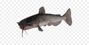 Channel catfish Yellow bullhead Brown bullhead White bullhead - others 