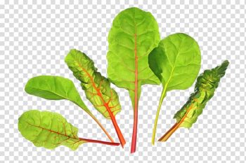 Chard Biotin Beetroot Vegetable, Green beet leaves transparent background PNG clipart