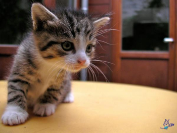 chats_et_mulots-35.jpg chats_et_mulots-35.jpg