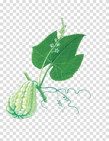 Chayote Buddha's hand Melon Food Bergamot orange, The green gourd on the vines transparent background PNG clipart