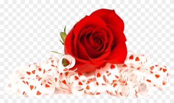 Cheap Download Png Image Report Tags Flower Flower - Flowers Red Rose Png