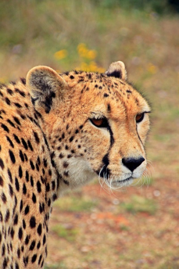 Cheetah Against Blurred Background Cheetah Against Blurred Background