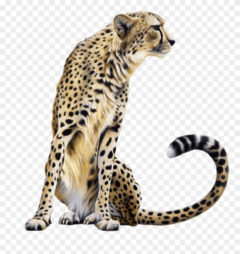 Cheetah Clipart Photos - Cheetah Png Transparent Png (#858714 ...