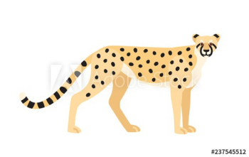 Cheetah isolated on white background Cheetah isolated on white background