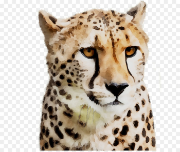 Cheetah Jaguar Big cat Whiskers - Cheetah Jaguar Big cat Whiskers -