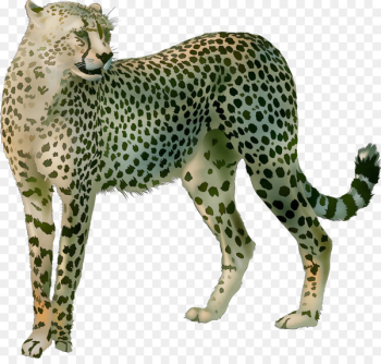 Cheetah Leopard Big cat Terrestrial animal - Cheetah Leopard Big cat Terrestrial animal -