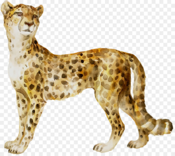 Cheetah Leopard Big cat Whiskers - Cheetah Leopard Big cat Whiskers -