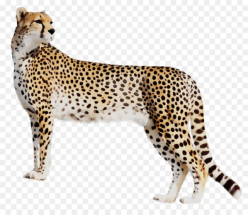 Cheetah Leopard Cat Black panther Tiger - Cheetah Leopard Cat Black panther Tiger -