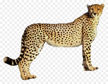 Cheetah Leopard Jaguar Cat Terrestrial animal - Cheetah Leopard Jaguar Cat Terrestrial animal -
