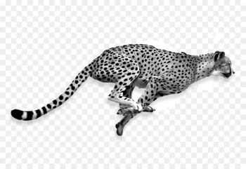 Cheetah Lion Cat Jaguar Portable Network Graphics - cheetah Cheetah Lion Cat Jaguar Portable Network Graphics - cheetah