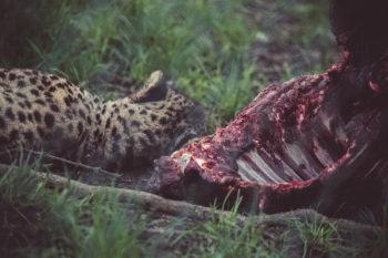 Cheetah Near Carcass Cheetah Near Carcass