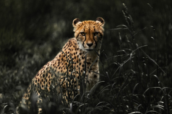 Cheetah on Grass Cheetah on Grass