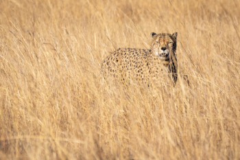 Cheetah On Grass Field Cheetah On Grass Field