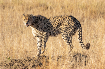 Cheetah On Rock Cheetah On Rock