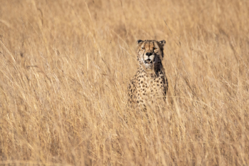 Cheetah Standing on Grasses Cheetah Standing on Grasses