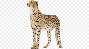 Cheetah Stock photography Royalty-free stock.xchng Lion - cheetah 