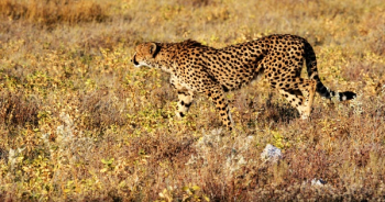 Cheetah Walking on Grass Cheetah Walking on Grass