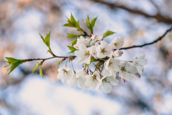 Cherry Blooms And Leaves On A Branch Cherry Blooms And Leaves On A Branch