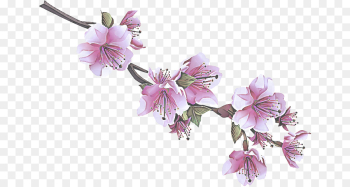 Cherry blossom Cherry blossom