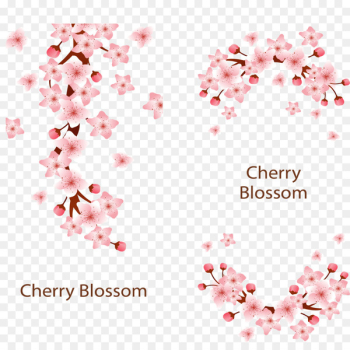 Cherry blossom Adobe Illustrator - Pink romantic cherry blossoms 