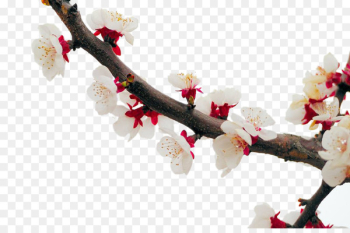 Cherry blossom Apricot Plum Flower - White apricot blossom Cherry blossom Apricot Plum Flower - White apricot blossom
