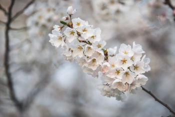Cherry Blossom Bloomed Branch Cherry Blossom Bloomed Branch