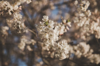 Cherry Blossom Blooms On A Warm Sunny Morning