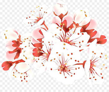 Cherry Blossom, Blossom, Cherries, Botany, Flower PNG Cherry Blossom, Blossom, Cherries, Botany, Flower PNG